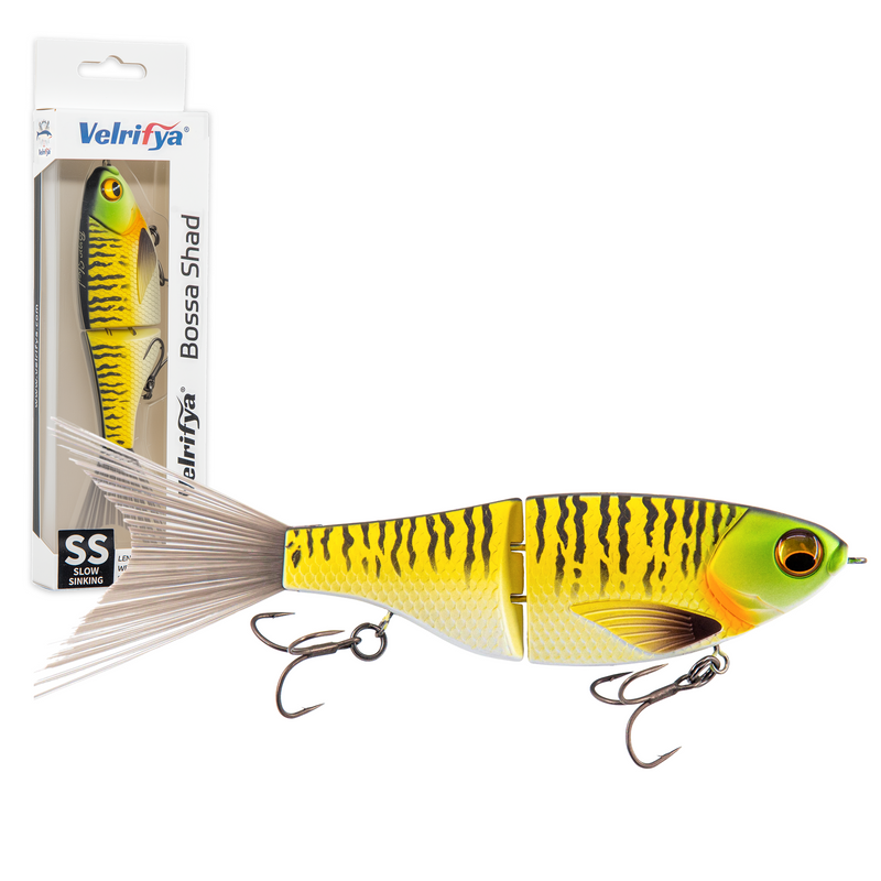 Bossa Shad — Tiger Perch Shad